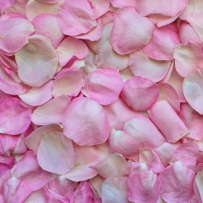 Petals de rosa