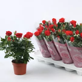 Rosal Mini Pitiminí (Maceta)