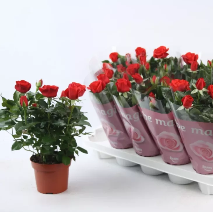 Rosal Mini Pitiminí (Test)