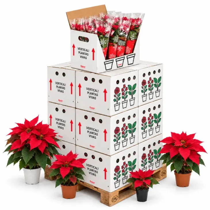 Poinsettias por palet completo
