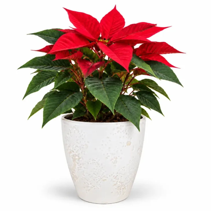 Poinsettias en maceta de cerámica