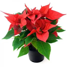 Poinsettias por palet completo