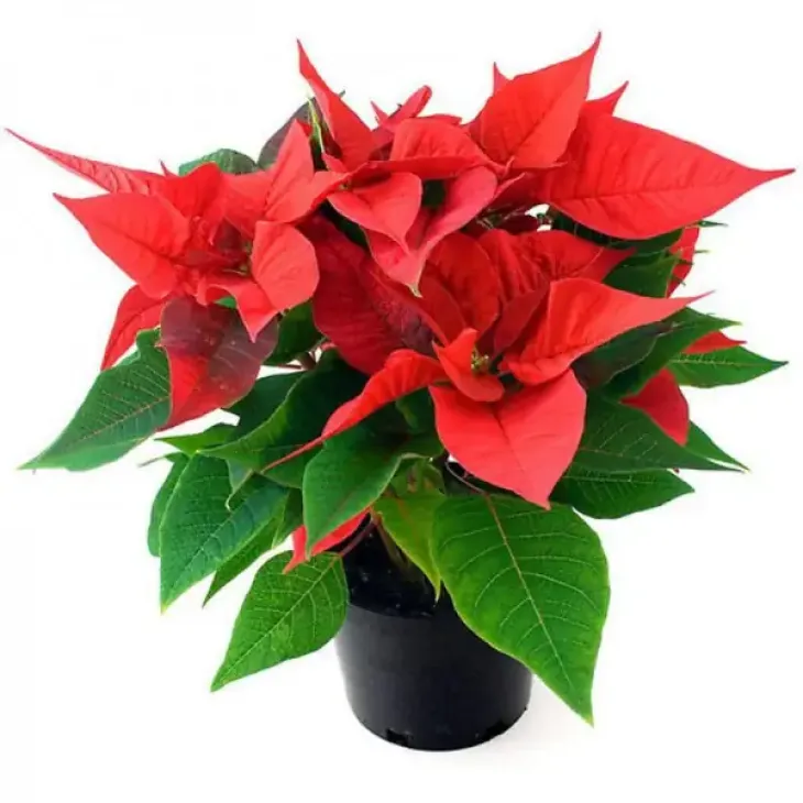 Poinsettias por palet completo