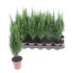 MINI ARBOL NAVIDAD
