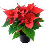 POINSETTIA MEDIA BAJA M10 (PALET DE 300 Ud.)