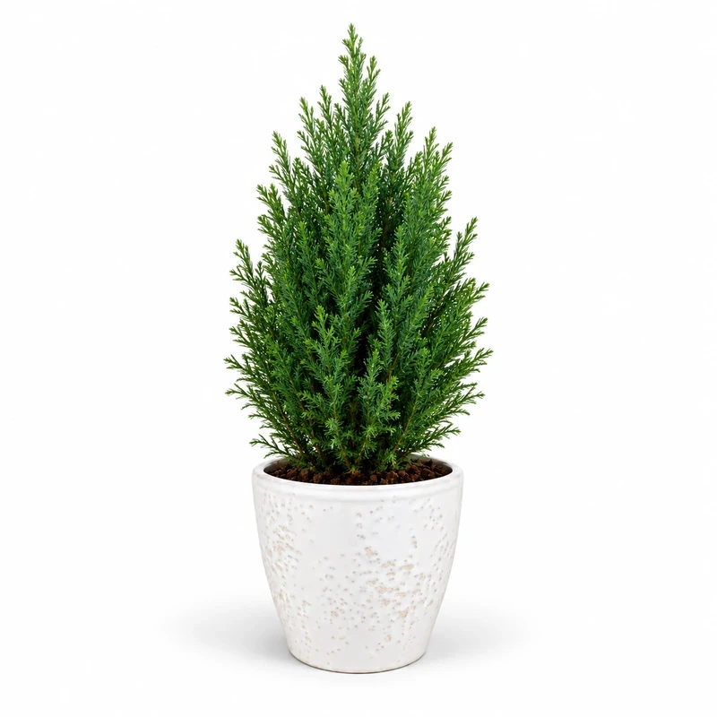 Mini árbol de Navidad verde en maceta de cerámica blanca