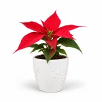 POINSETTIA M8,5 EN TEST DE CERÀMICA 11 CM