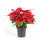 POINSETTIA MEDIANA X 10