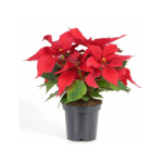 POINSETTIA MEDIA ALTA M13