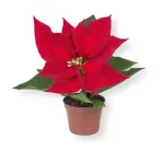 POINSETTIA PETITA M8,5