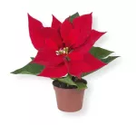 POINSETTIA MINI