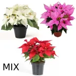 POINSETTIA MIX ROSA BLANCA ROJA *15 U