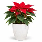 POINSETTIA M13 EN TEST DE CERÀMICA 15 CM