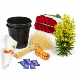 Rosa Princesa sense muntar + complements (75 ud)