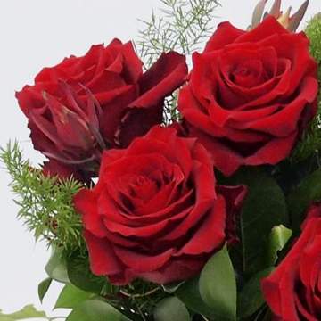 dia de la mare roses vermelles
