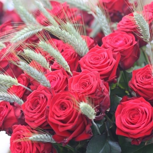 envío de rosas de Sant Jordi