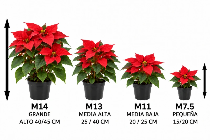 Comparativa de tamaños de poinsettia: M14 grande, M13 media alta, M11 media baja y M7.5 pequeña