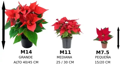 PONSETIA FLOR DE PASCUA