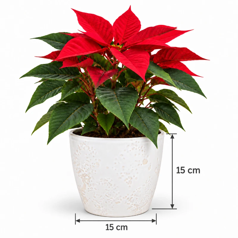 Poinsettia M13 en maceta de cerámica de 15 cm con medidas