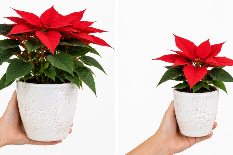 Poinsettias en maceta de cerámica blanca de 11 cm y de 15 cm