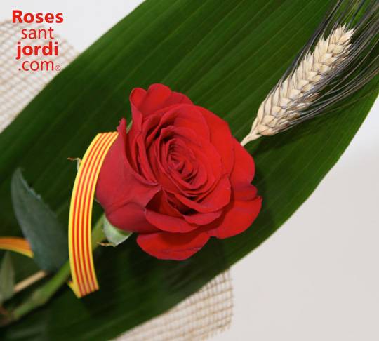 rosa sant jordi pro