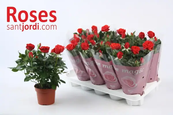 Rosal Mini Sant Jordi