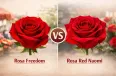 Freedom o Red Naomi: ¿qué rosa funciona mejor en Sant Jordi?