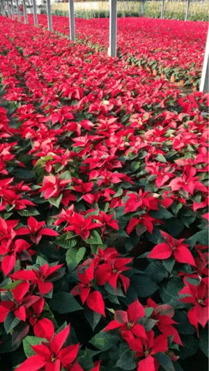 CULTIU POINSETTIES ENGRÒS MARESME