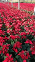 Poinsetties a l'engròs a Barcelona, Girona i Tarragona