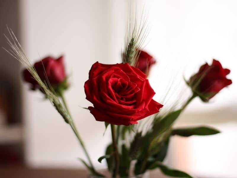 La rosa de San Jordi