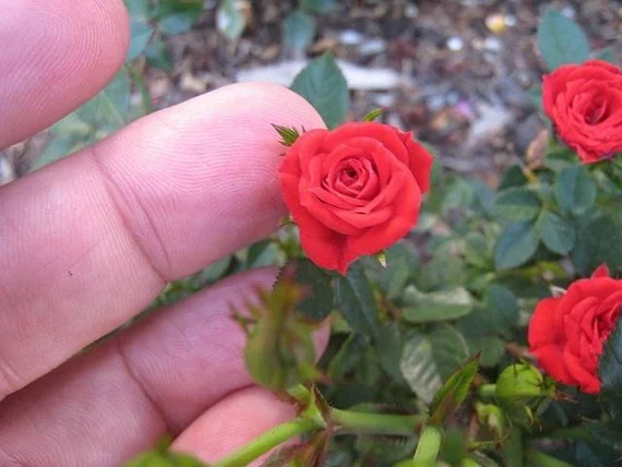 Rosal Pitiminí o Mini Sant Jordi