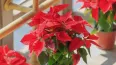 Financiar los proyectos del colegio / AMPA con una venta de Navidad