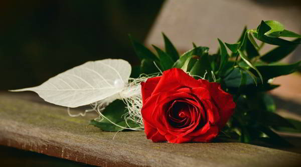 Regalar rosas de Sant Jordi