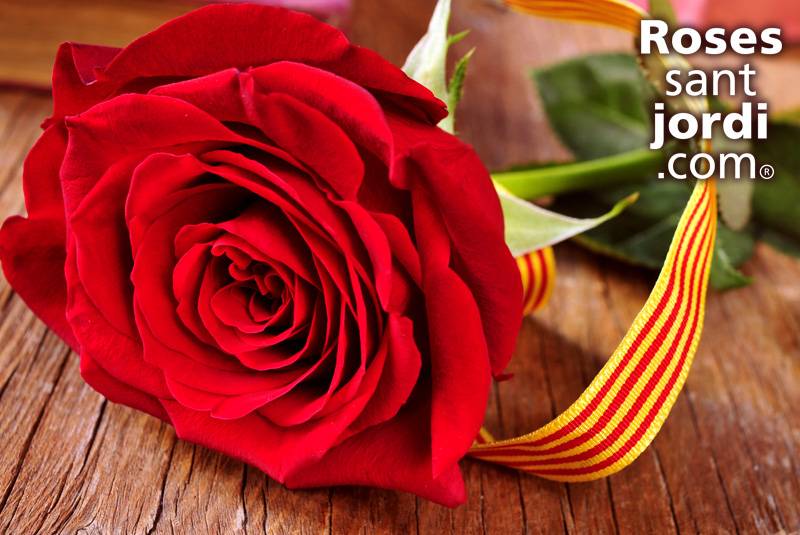 rosas sant jordi baratas