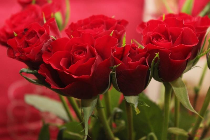 Rosas Rojas