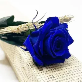 Envía una Rosa Azul San Valentín