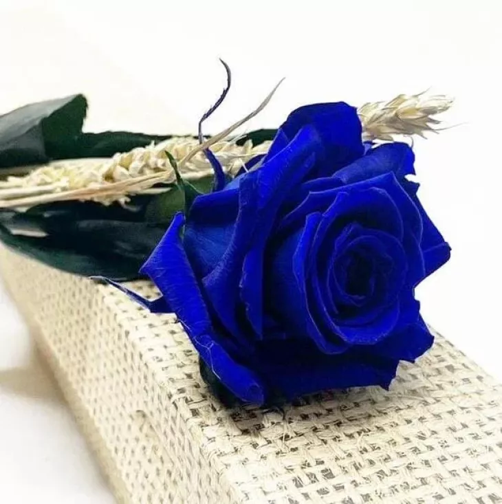 Rosa Azul de Sant Jordi