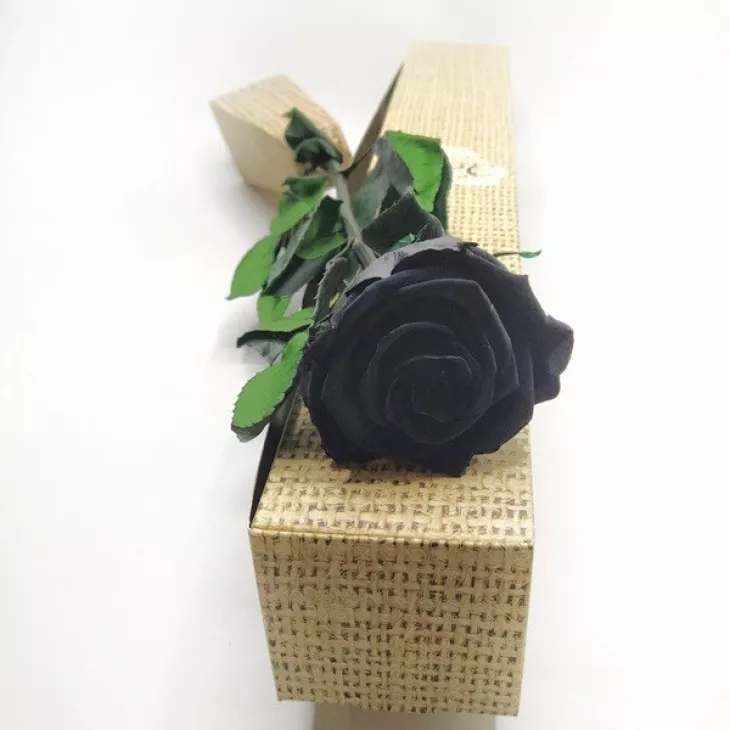 Rosa Negra San Valentín a Domicilio (Preservada)