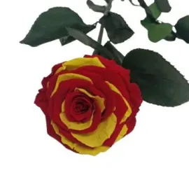 Envía una Rosa Princesa Sant Jordi