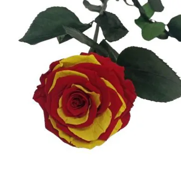 enviar rosa Senyera de Sant Jordi a domicilio