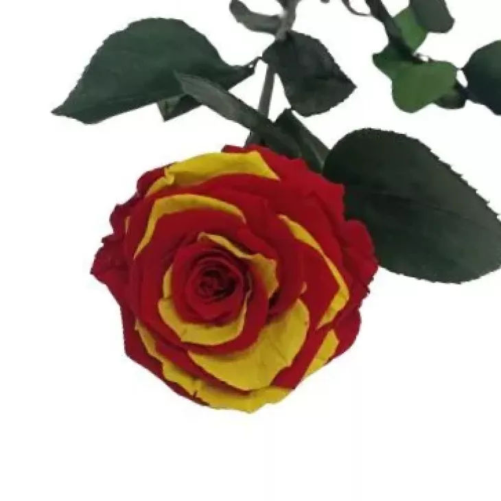 Envía una Rosa Senyera Sant Jordi